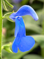 Salvia patens Blue Angel